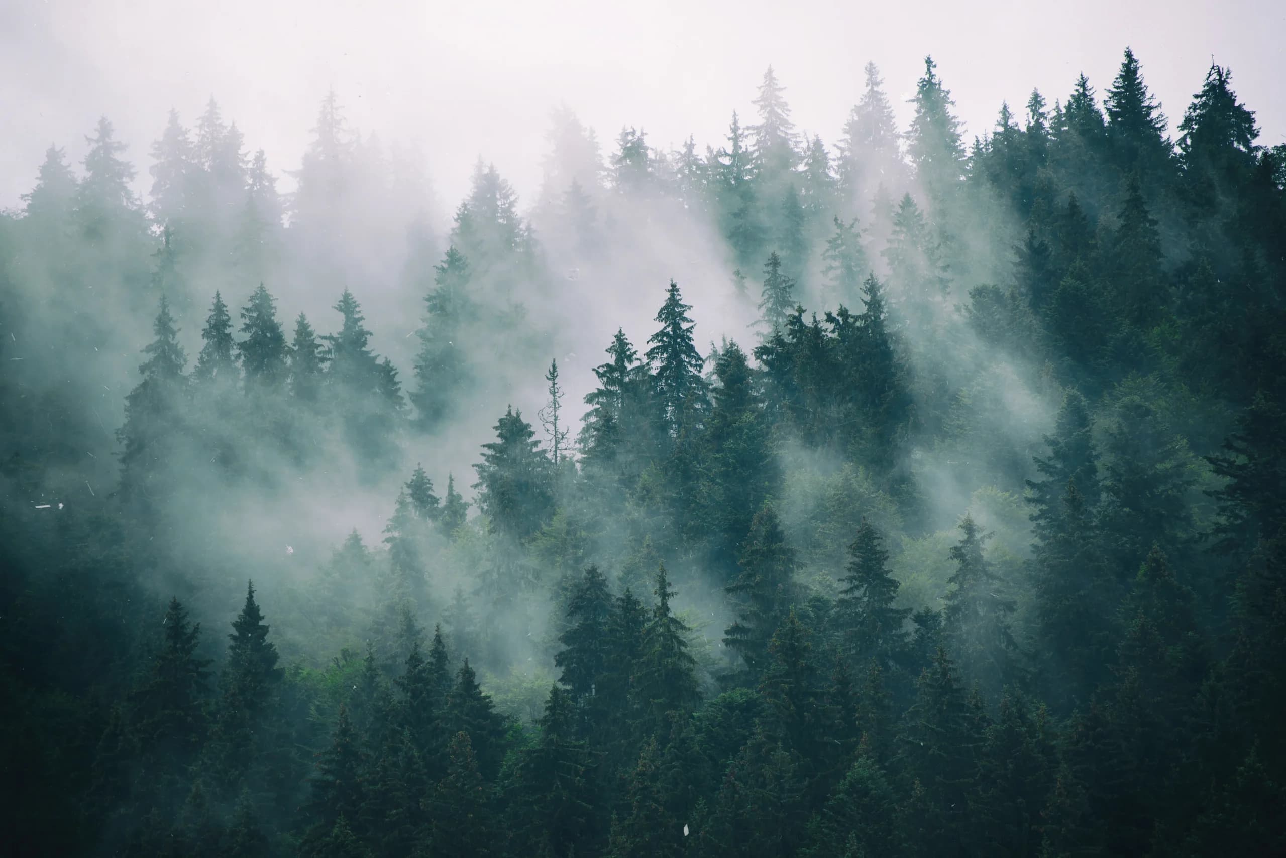 Forest in fog