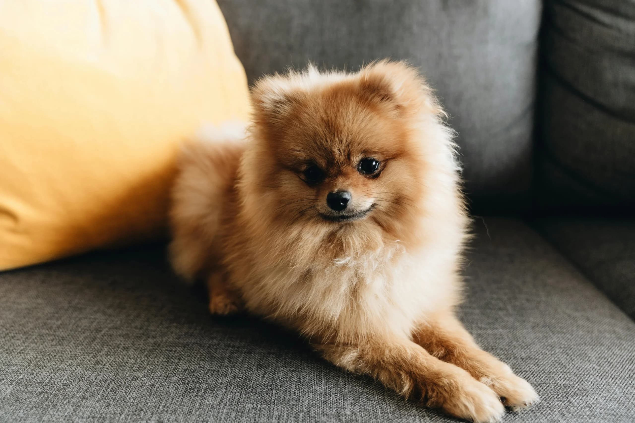 Pet-friendly lodges