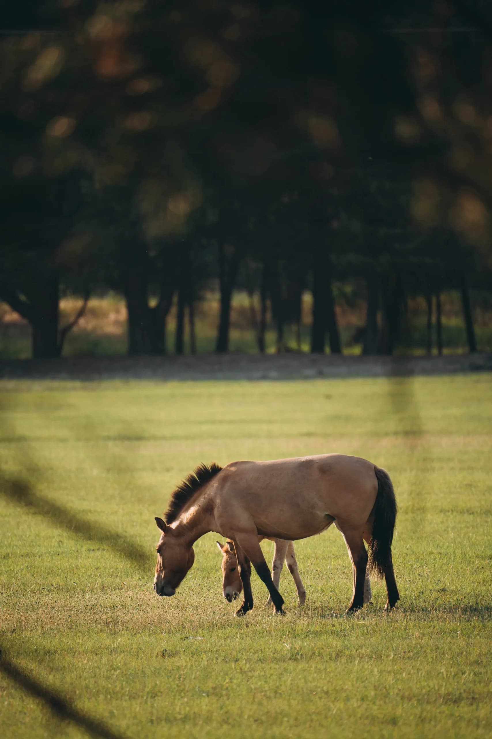 horses