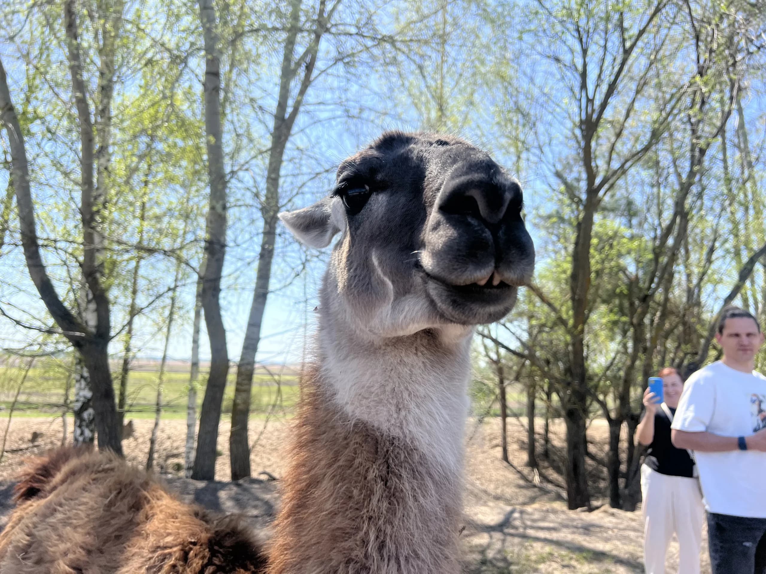 Camel